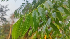 Glochidion sphaerogynum