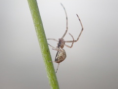 Tylorida