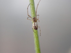 Tylorida