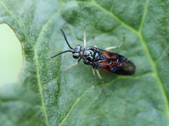Lophyrotoma analis