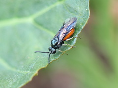Lophyrotoma analis