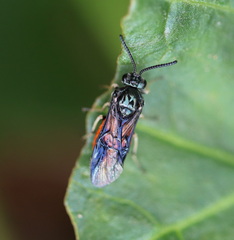 Lophyrotoma analis