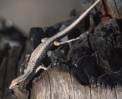 Cryptoblepharus pannosus