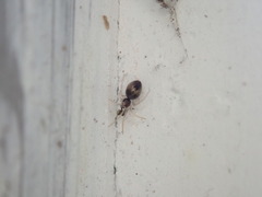 Coleosoma