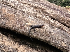 Ninurta coeruleopunctatus