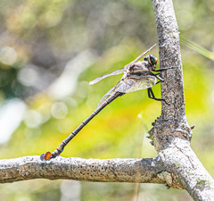 Petalura litorea