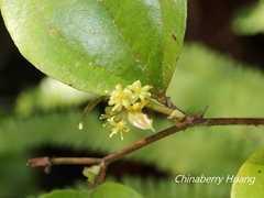 Smilax china