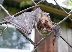 Myotis