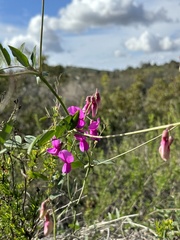 Lathyrus vestitus alefeldii