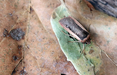 Ochropleura leucogaster