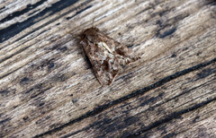 Ctenoplusia accentifera