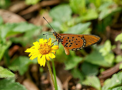 Acraea oncaea