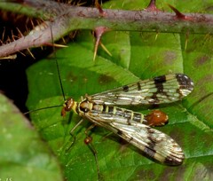 Panorpa cognata