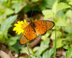 Acraea oncaea
