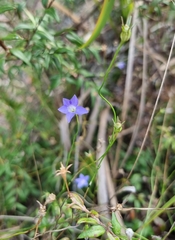 Wahlenbergia capillaris