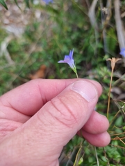 Wahlenbergia capillaris