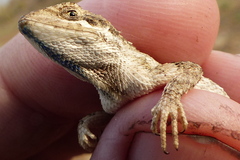 Sitana