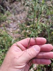 Wahlenbergia capillaris