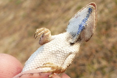 Sitana