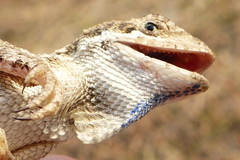 Sitana