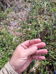 Wahlenbergia capillaris