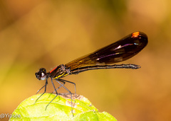 Aristocypha fenestrella