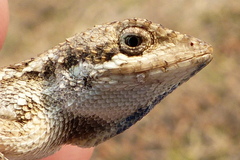 Sitana