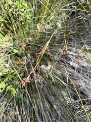 Juncus acutus leopoldii
