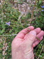Wahlenbergia capillaris
