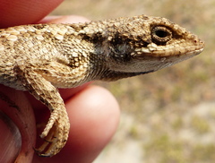 Sitana