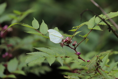 Rubus coreanus