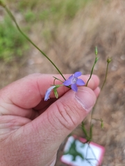 Wahlenbergia capillaris