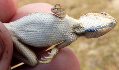 Sitana