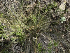 Juncus acutus leopoldii
