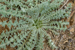 Onopordum acaulon