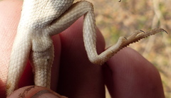 Sitana