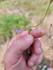 Wahlenbergia capillaris