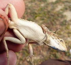 Sitana