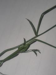 Wahlenbergia capillaris