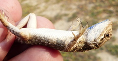 Sitana