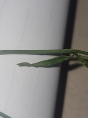 Wahlenbergia capillaris