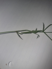 Wahlenbergia capillaris