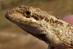 Sitana