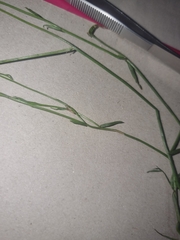 Wahlenbergia capillaris