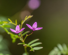 Indigofera australis