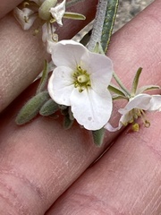 Nerisyrenia camporum