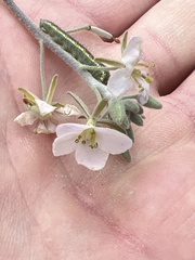 Nerisyrenia camporum