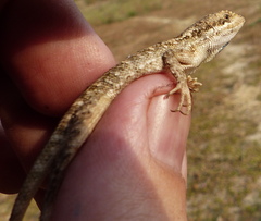 Sitana