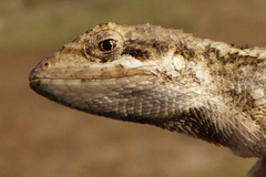 Sitana