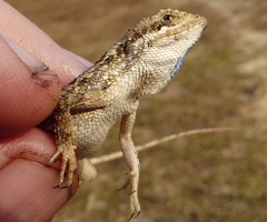 Sitana